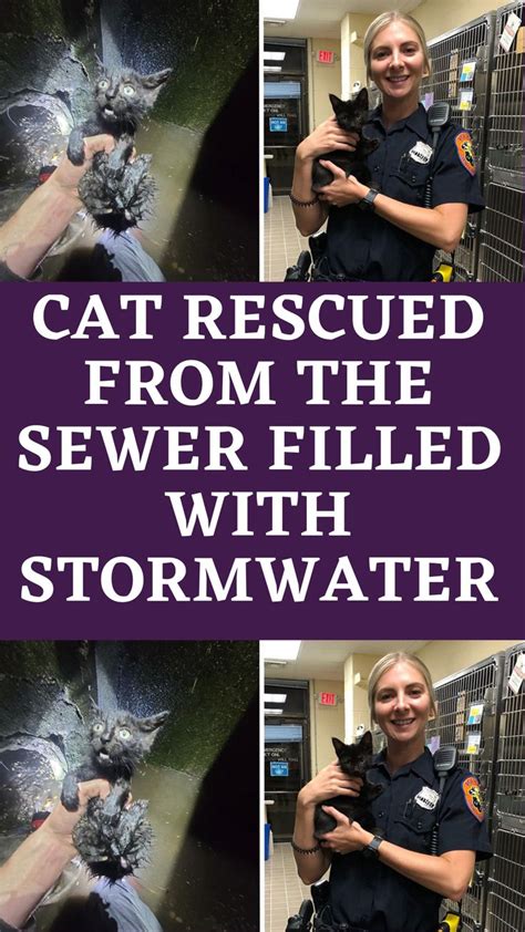 Cat Rescued From The Sewer Filled With Stormwater Cat Rescue Wow