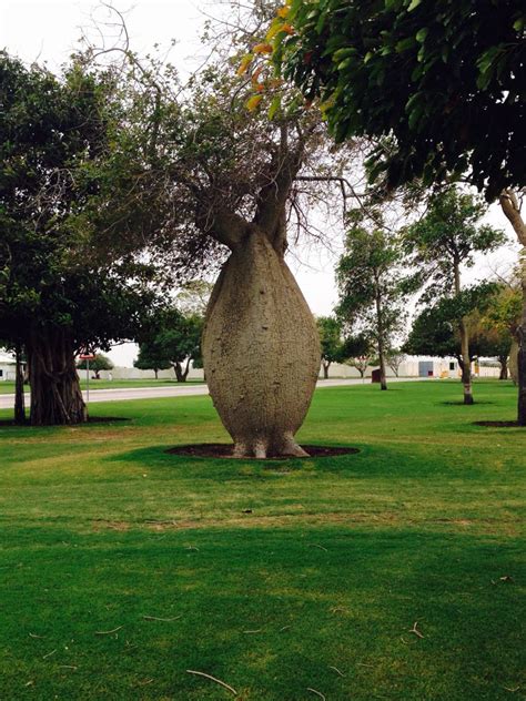 Toborochi Tree At Aspire Park Doha Qatar Garden Sculpture Outdoor