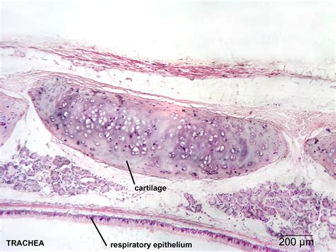 A cross section of a typical osteon or haversian system. Respiratory | NP Histology
