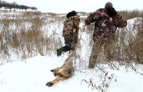 Wolf Hunting In Chernobyl New York Post