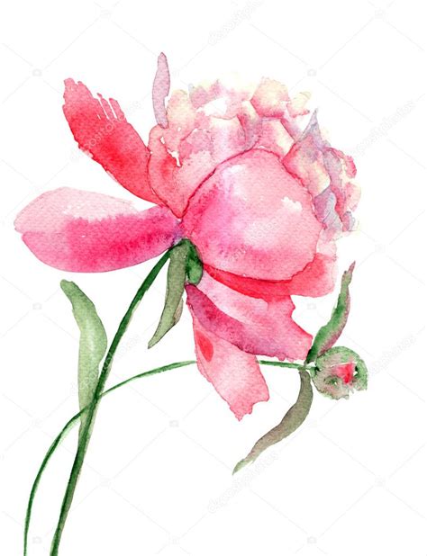 Beautiful Peony Flower Watercolor Painting Stock Photo Jershova