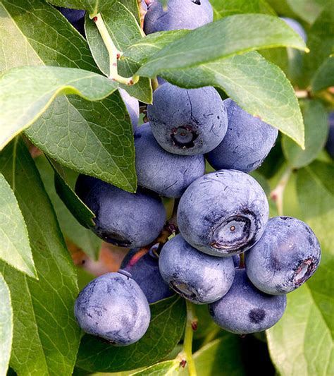 Blueberries As Edible Landscaping Finegardening