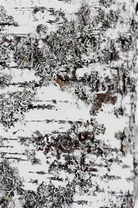 Texture Of White Birch Tree Bark Stock Photo Image Of Backdrop