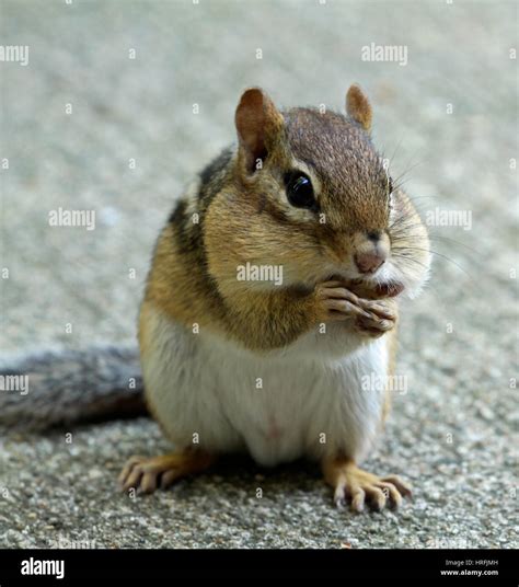 Chipmunk Eating Nuts Hi Res Stock Photography And Images Alamy