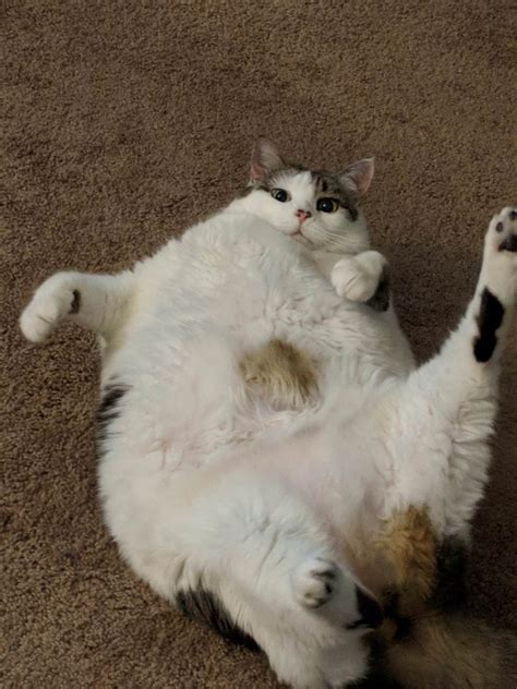 Just 24 Delightfully Chubby Cats Cuteness