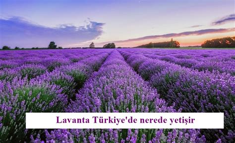 Lavanta Danışmanlığı Arşivleri Lavanta Türkiye