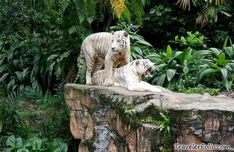 Singapore Zoo Part 15 Travel Blog Singapore