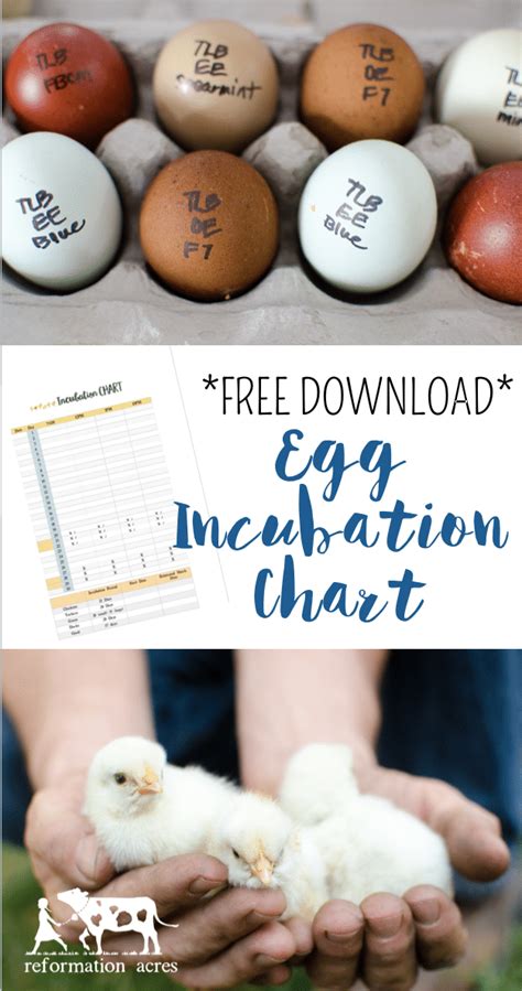 Using An Incubation Chart Free Printable Reformation Acres