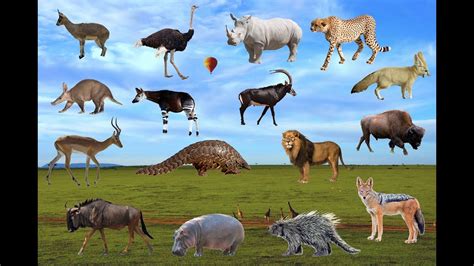 African Safari Animals List The Big Five Facts About