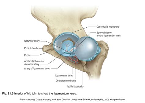 Anatomy Of The Hip And Buttock Musculoskeletal Key