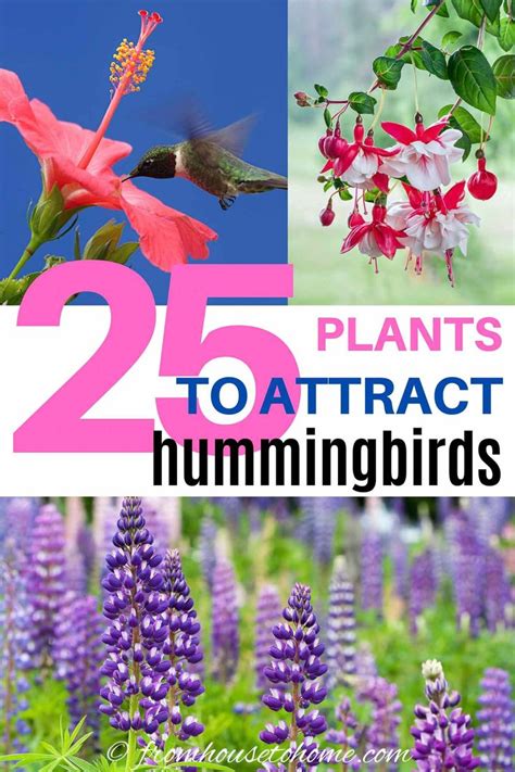 Hummingbird Plants 25 Of The Best Flowers That Attract Hummingbirds