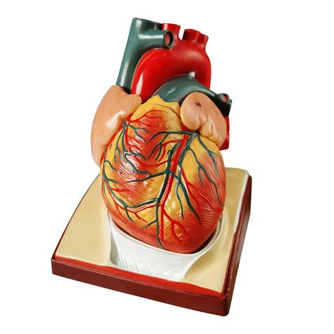 Buy 2023 Newest Design Life Size Human Heart Model2 Parts 11