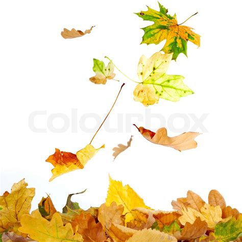 Fallende Blätter Stock Bild Colourbox