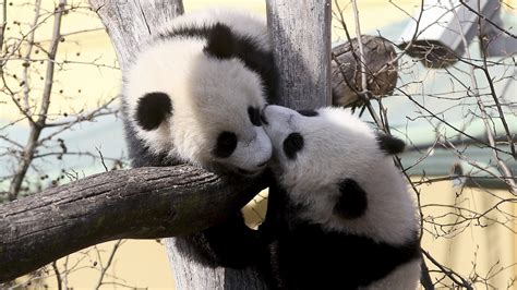 Nach Sensations Aufzucht Panda Zwillinge Aus Dem Tiergarten Schönbrunn