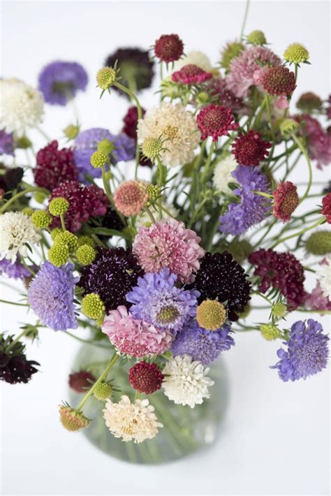 Scabiosa Atropurpurea Formula Mixture Normal Clean Seed Muller Seeds