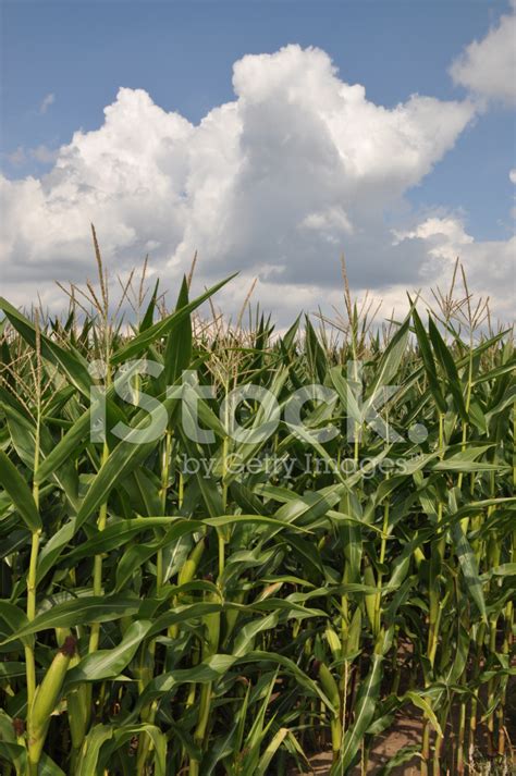 Corn Field Stock Photo Royalty Free Freeimages