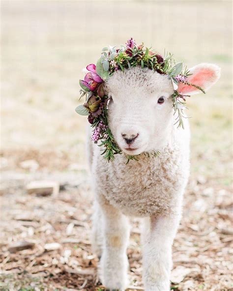 LuxevÄrde On Instagram Happy Easter Weekend Everyone This Lamb Is To
