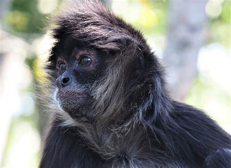 Spider Monkey | Monkeyland Primate Sanctuary, Plettenberg Bay, South Africa