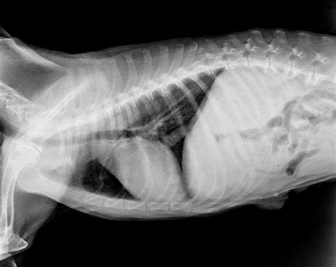 Premium Photo X Ray Film Of Dog Lateral View Closed Up In Thorax