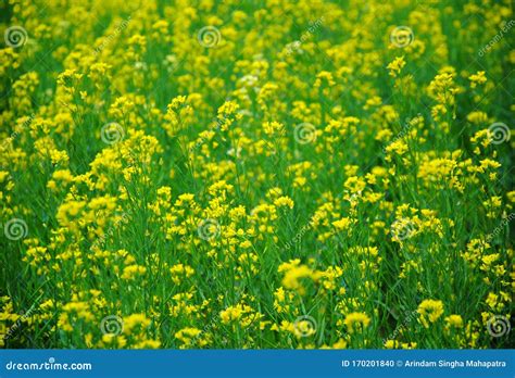 Mustard Flower Field Is Full Blooming Stock Photo Image Of Beautiful