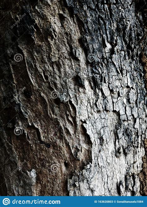 Tree Bark Texture Stock Image Image Of Forest Flora 163620803