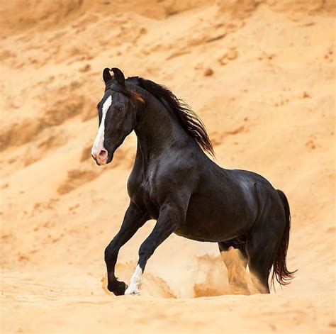 didnt    marwari horse  equestrian