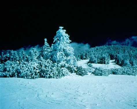 Snow Covered Trees At Night Background Image Wallpaper Or