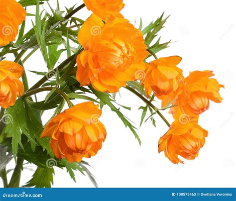 Beautiful Orange Flowers Isolated On White Stock Image Image Of