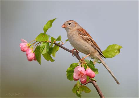 Field Sparrow Audubon Field Guide