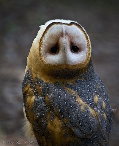 60 Cute Owl Pictures Some Interesting Pictures For You To Enjoy