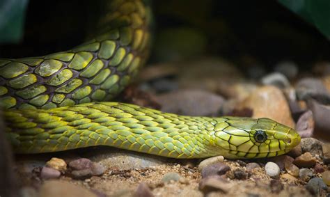 West african food in los angeles, ca 1. West African Green Mamba | Los Angeles Zoo and Botanical ...