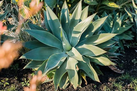 Blue agaves sprout a stalk when about five years old that can grow an additional 5 meters (16 ft); How to Grow and Care for Agave