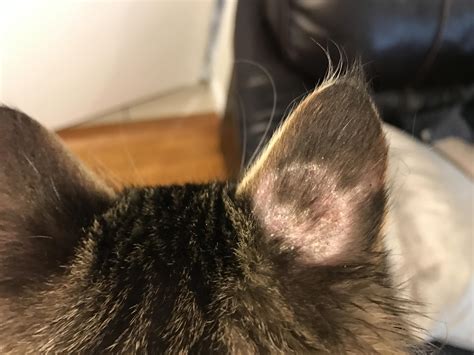 Dry Patch On Back Of Kittens Ear Details In Comments Rcats