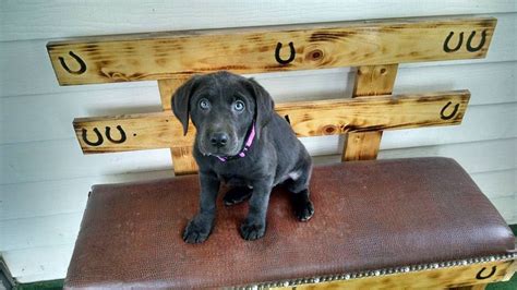 This sweet adorable little guy is a puppy we received in exchange for. Charcoal Girl #1 - Lab pup for sale in Manchester, Iowa ...