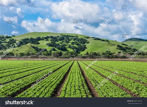 Rows Lettuce Crops Foothills Fields Salinas Stock Photo 400167559