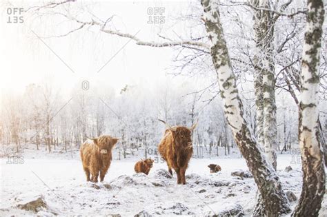 Highland Cattle Snow