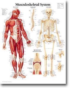 They allow you to swing your arms gliding joints occur between the surfaces of two flat bones that are held together by ligaments. Human Body Systems - Word Wall | More Human body systems, Vocabulary word walls and Body systems ...