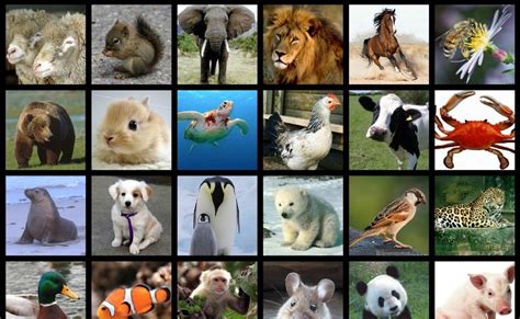 Biodiversidad Los Animales