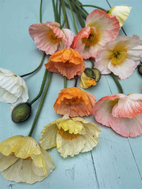 Papaver Nudicaule Icelandic Poppy Deluxe Mix Green And Gorgeous