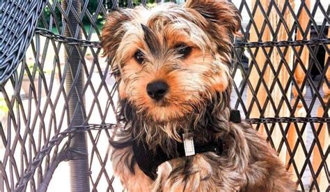 Yorkie Bichon History Facts Personality Temperament And Care