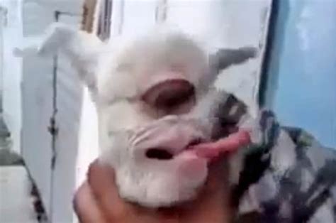Sheep Born With One In Centre Of Forehead Nicknamed Cyclops Daily Star