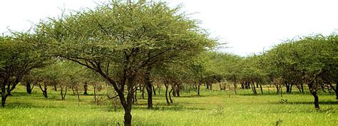 Ecosia Plant Trees By Searching The Web Kuli Kuli Foods