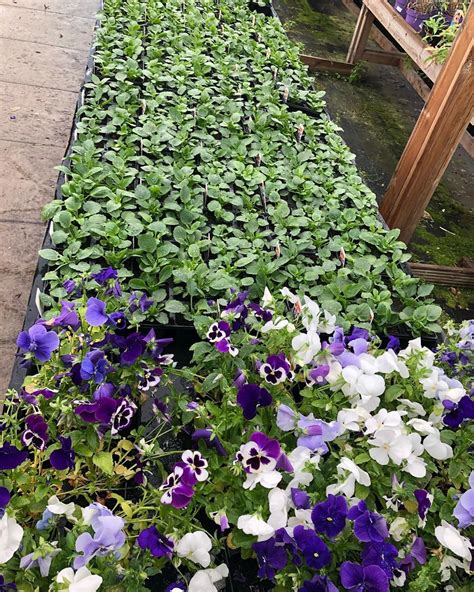 Winter Bedding Plants G4rden Plant