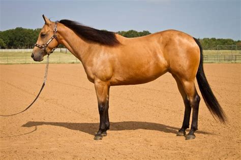 Custom Wow Custom Tuxedo X Wowsanic 2005 Buckskin Aqha