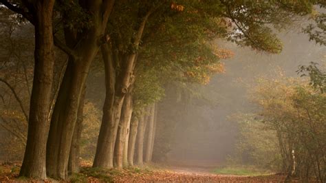 Beautiful Foliage Misty Forest Path Nature Forests Hd Desktop Wallpaper