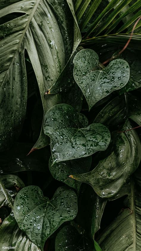 Wet Monstera Plant Leaves Mobile Wallpaper Free Image By