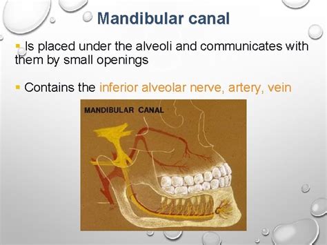 Mandibula Lower Jaw Anatomy Clinical Notes Dentoalveolar Topography