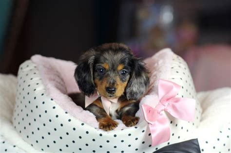 Browse adorable mini dachshund puppies and long haired miniature dachshund puppies for sale by teacups puppies! Se Pinterests topplista med de 25+ bästa idéerna om Teacup Dachshund | Taxar och Pocket beagle