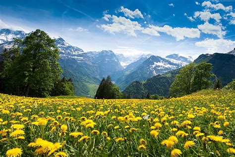 Free Download Sunflower Field Under White And Blue Cloudy Sky Alps