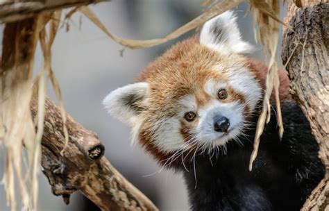 Minnesota Zoos Red Panda Min Dies At Age Of 10 Bring Me The News